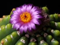Thumbnail of 0134_Notocactus uebelmannianus_01_20150512(1).JPG